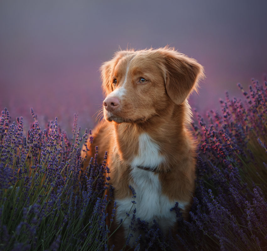 a dog in the colors of lavender, a dog on a lavender field, a Provence. Nova Scotia Duck Tolling Retriever. Toller