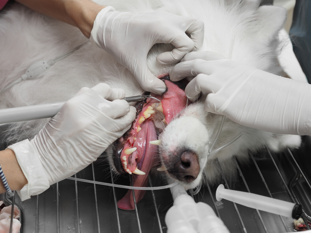 is it dangerous to have dogs teeth cleaned